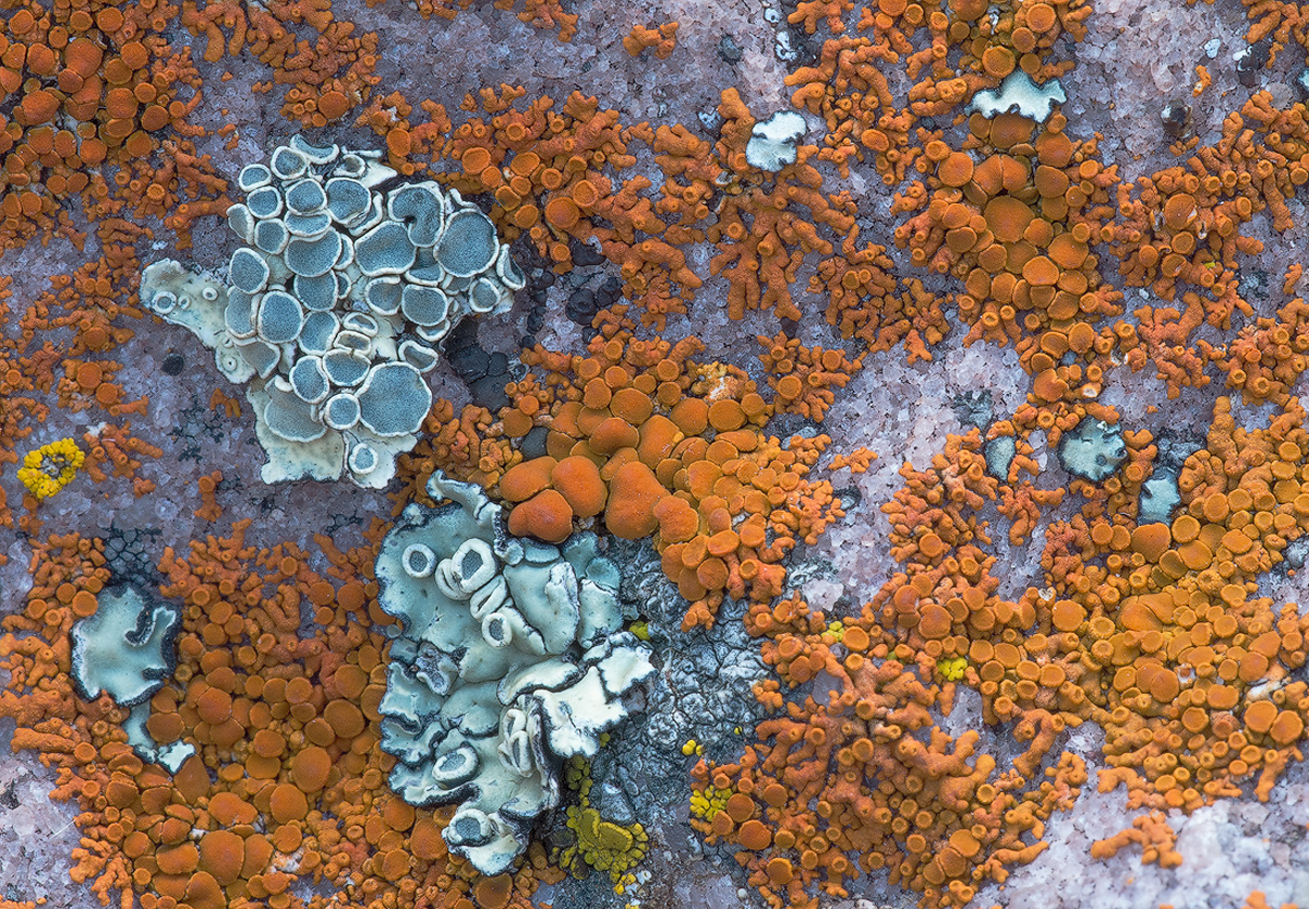 Wyoming Lichens
