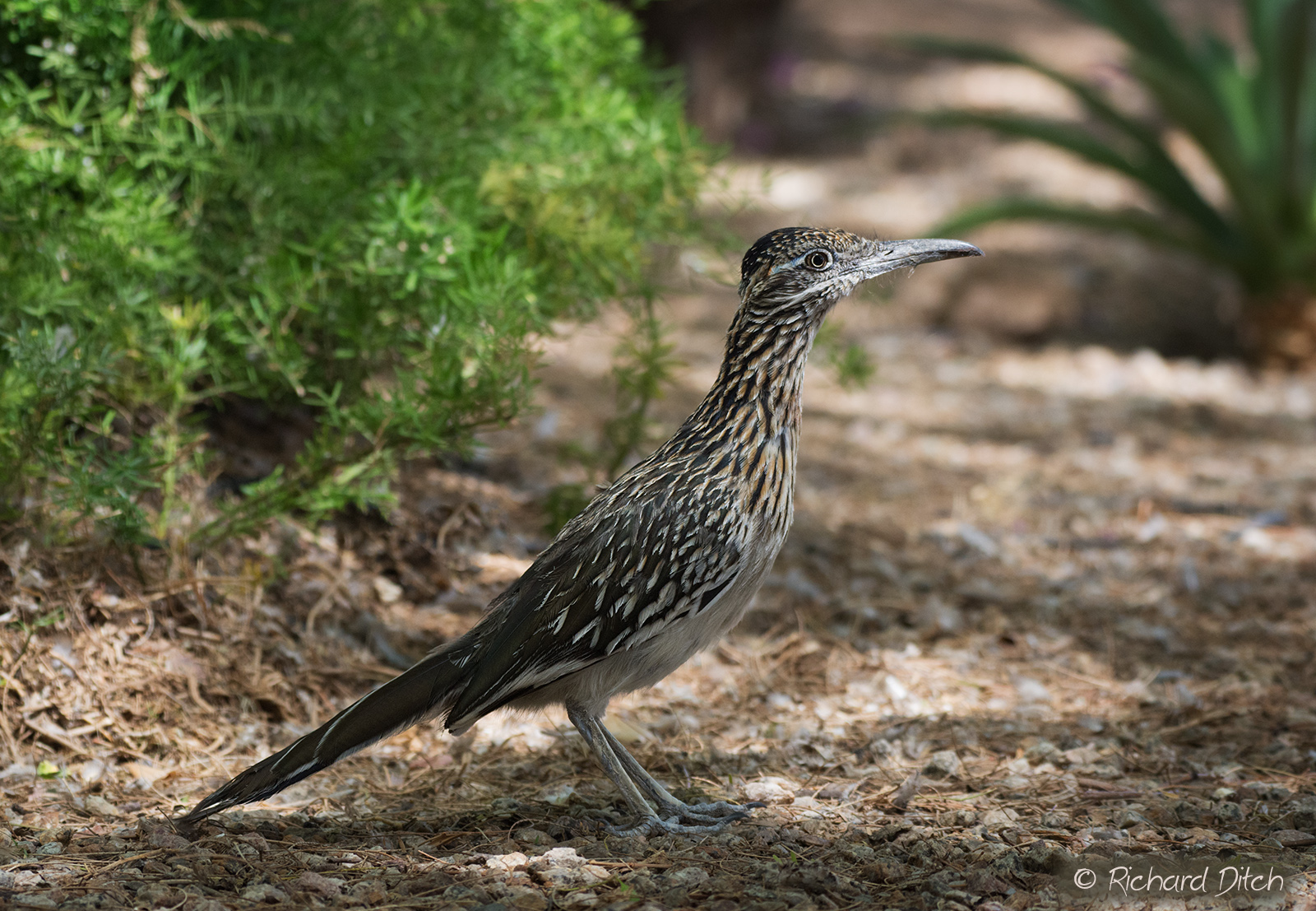Greater Roadrunner
