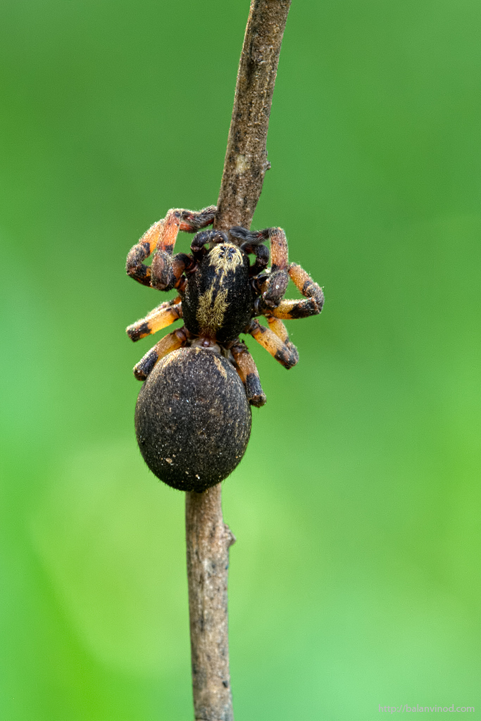 Spider