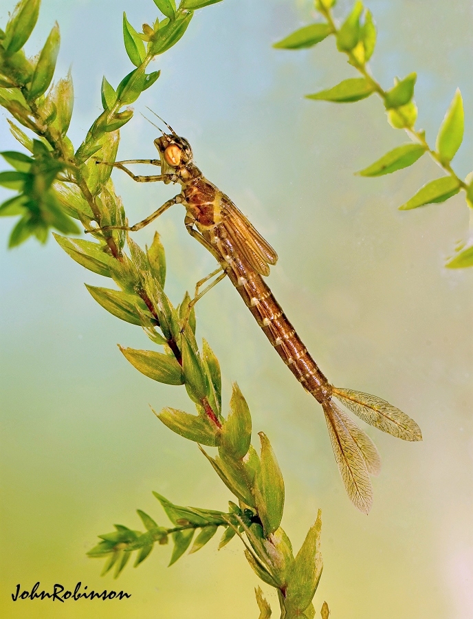 Damselfly larva
