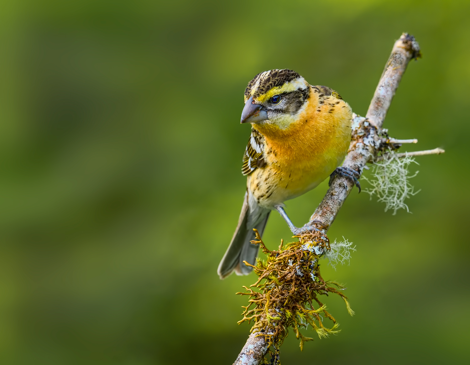 Black-headed Grosbeak