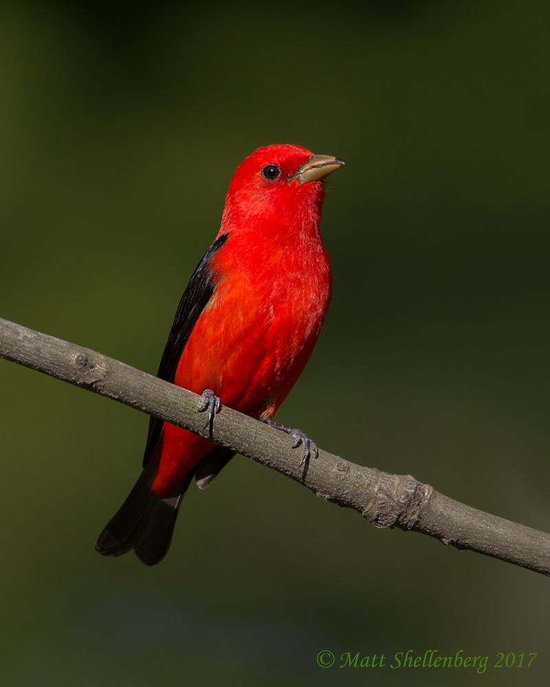 Scarlet Tanager with Repost