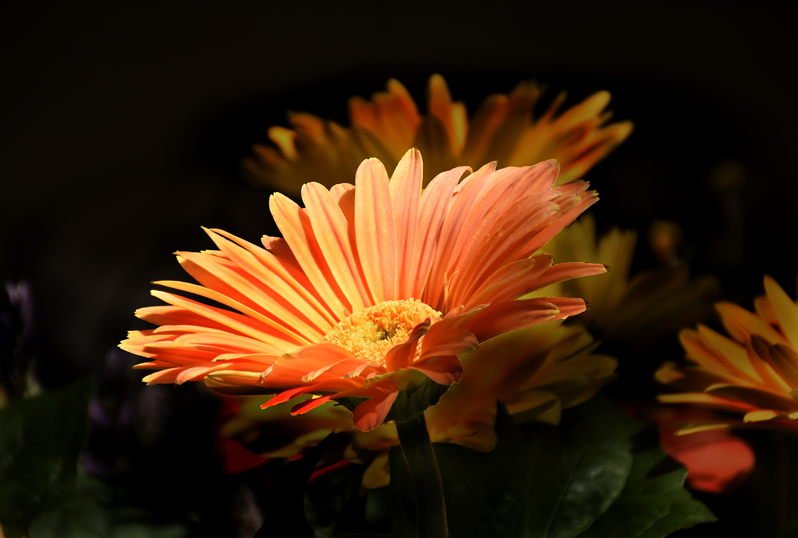 orange daisy