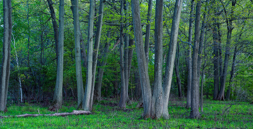 Quietness