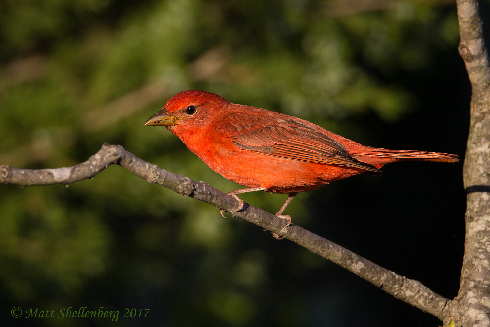Summer Tanager