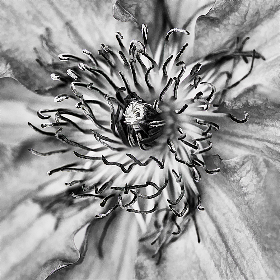 B&W FLower