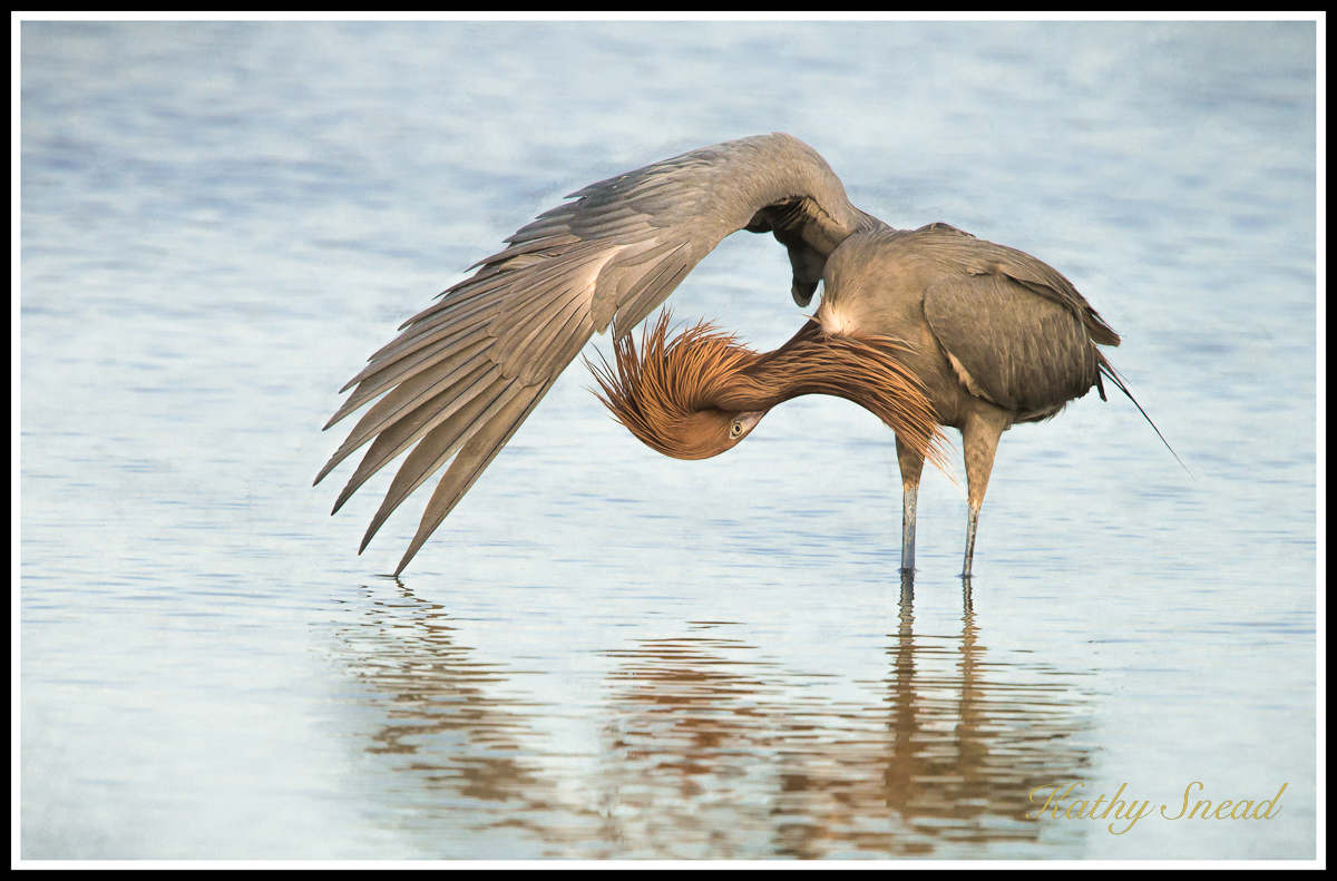 R. Egret Posing