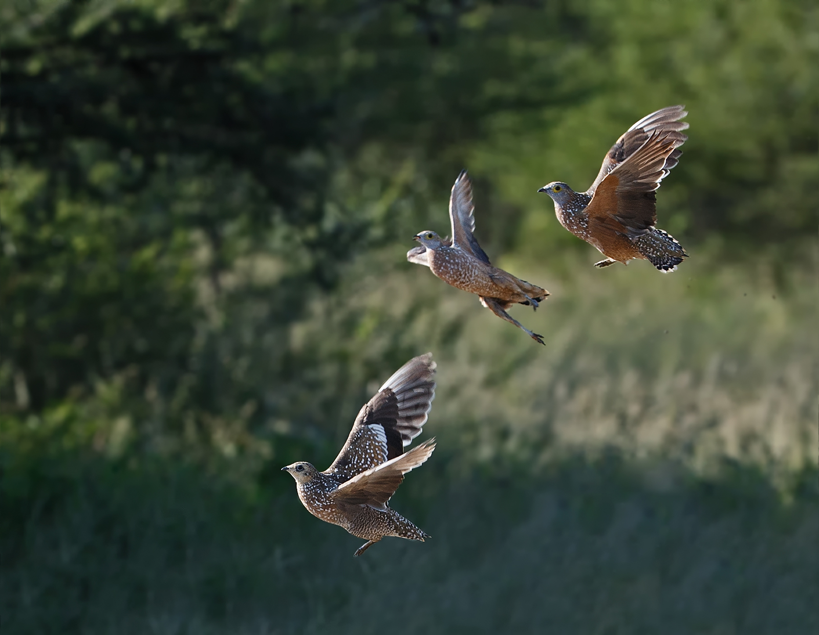 Burchell's Sandgrouse