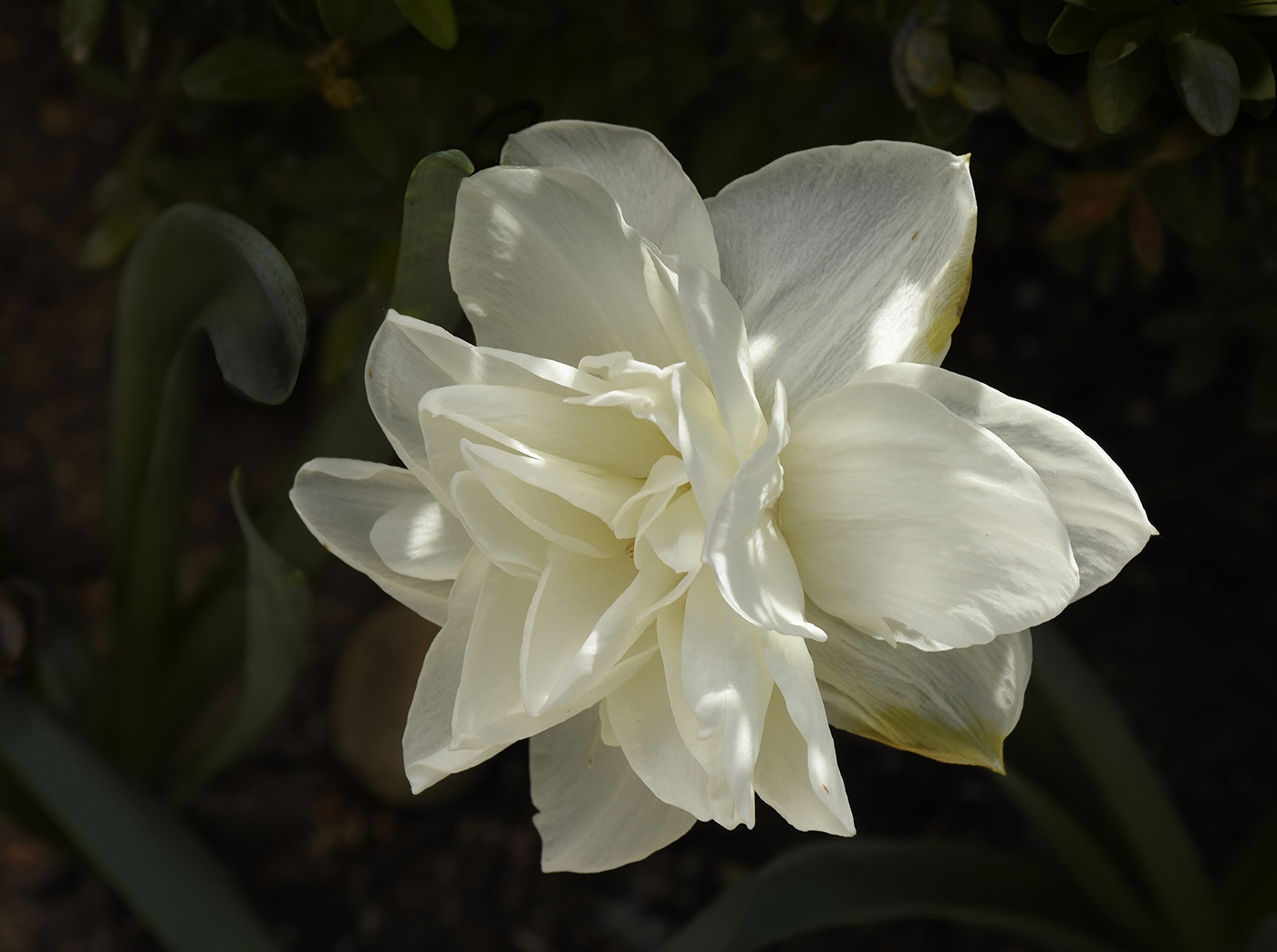 double daffodil + repo