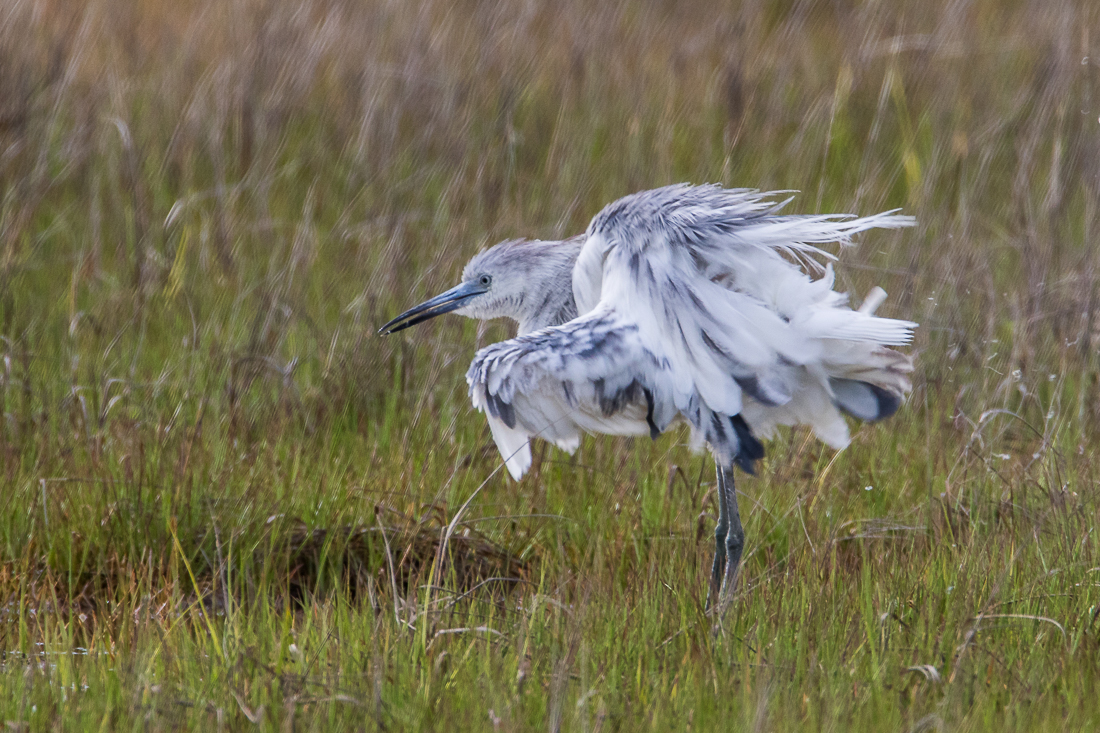 Molting Little Blue #2