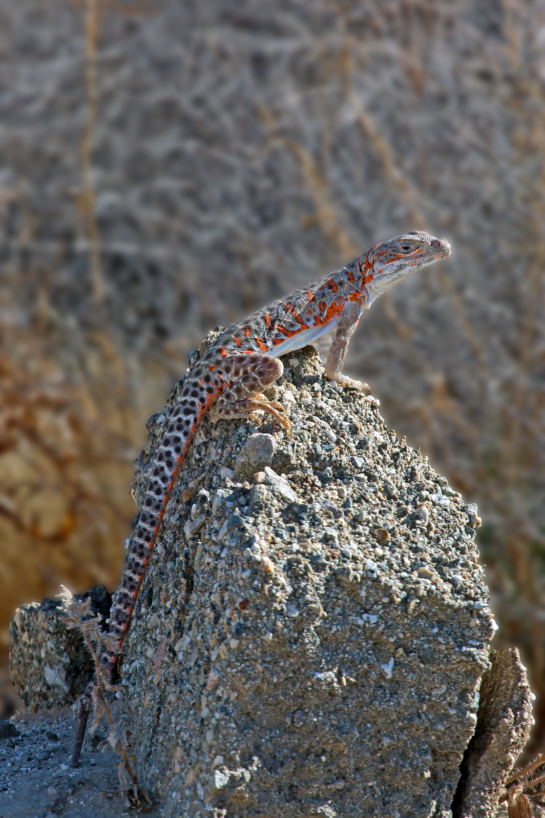 Leopardess