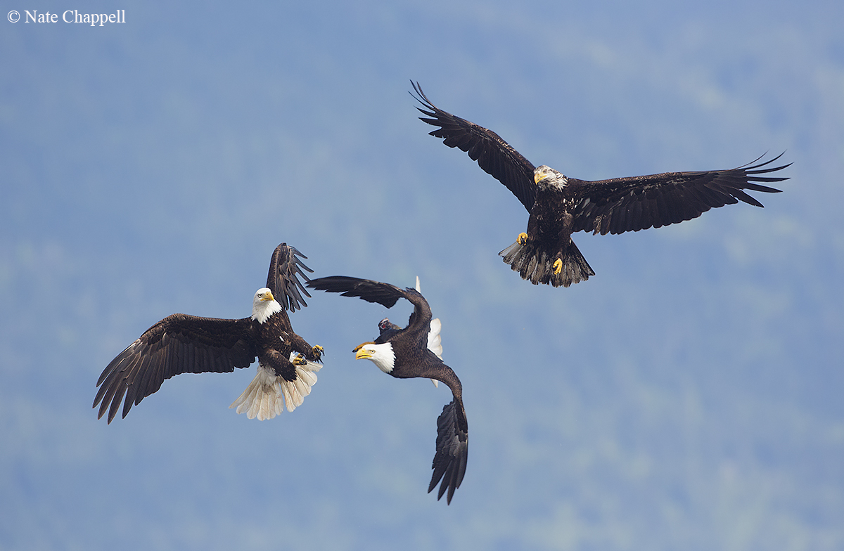 3 Bald Eagles 