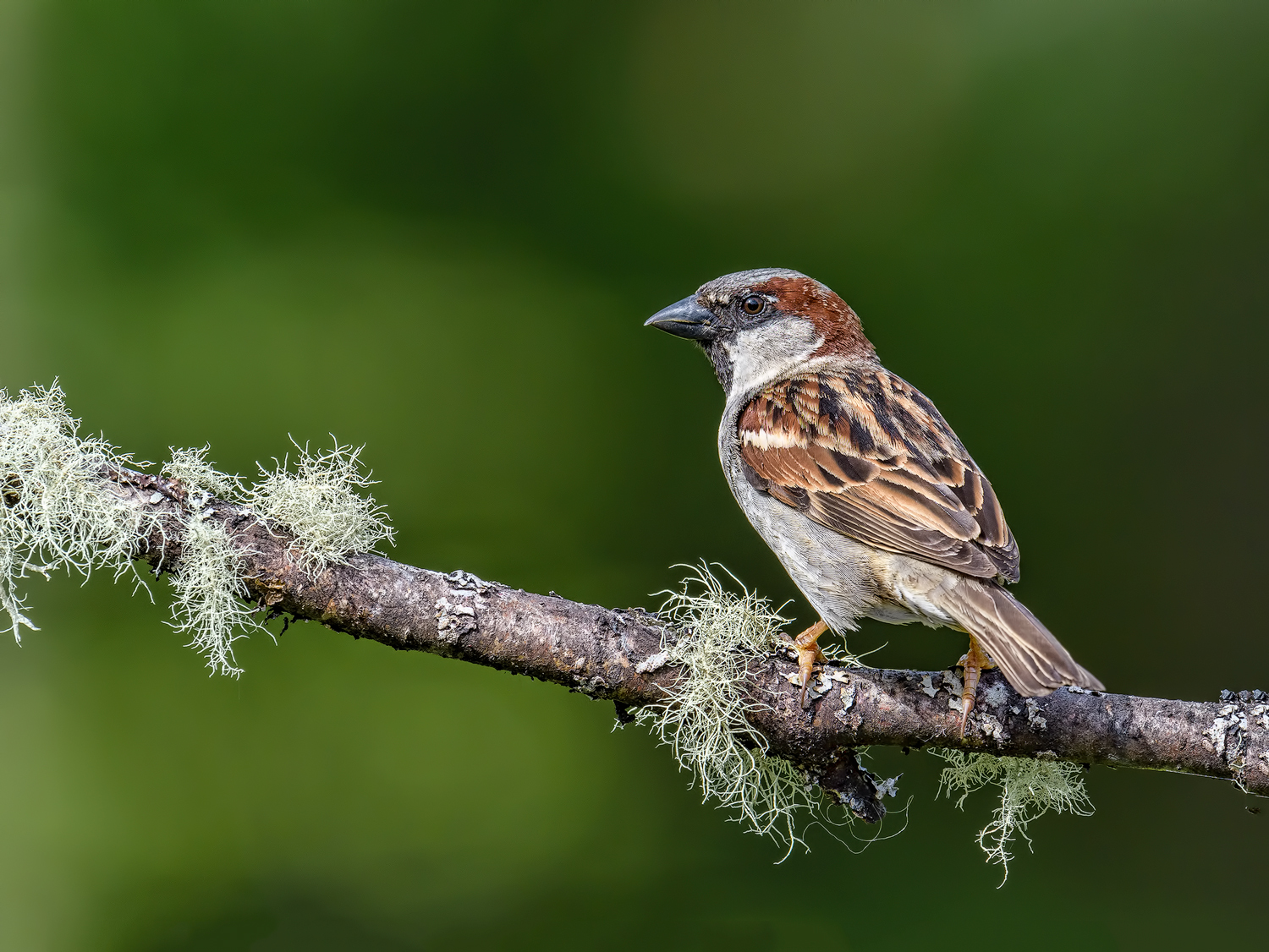 House Sparrow