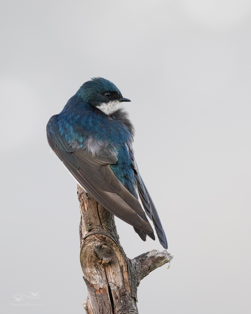 Tree Swallow