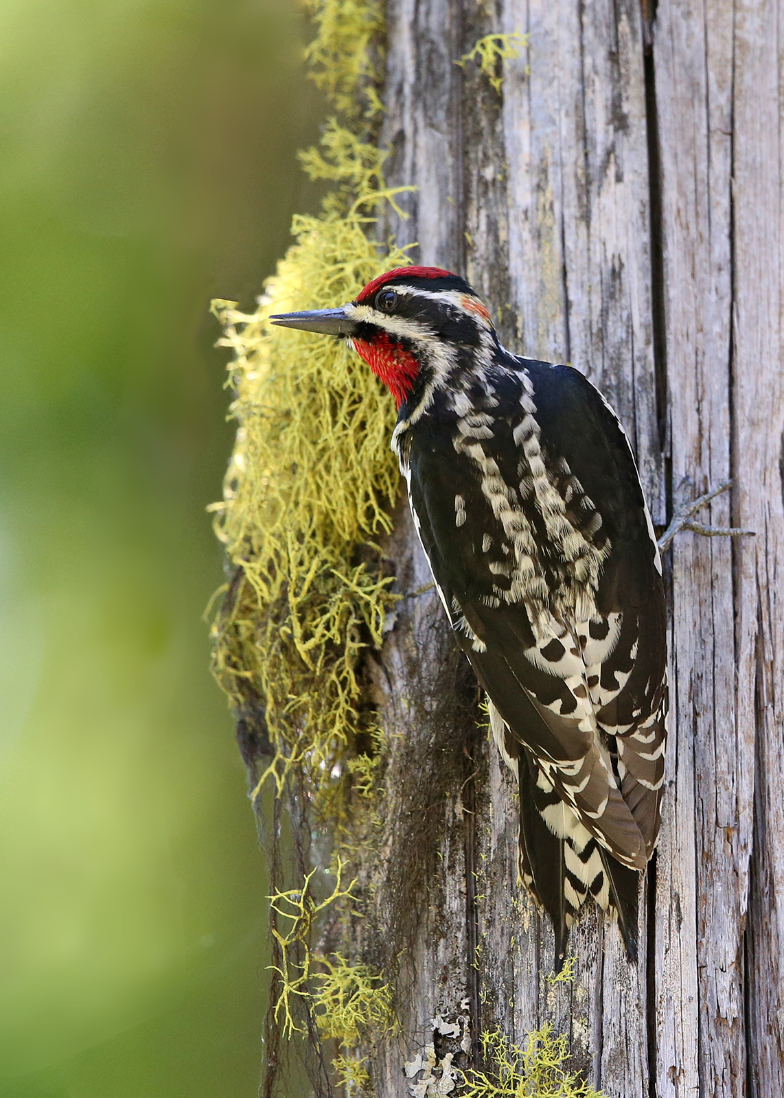 Red-naped Sapsucker