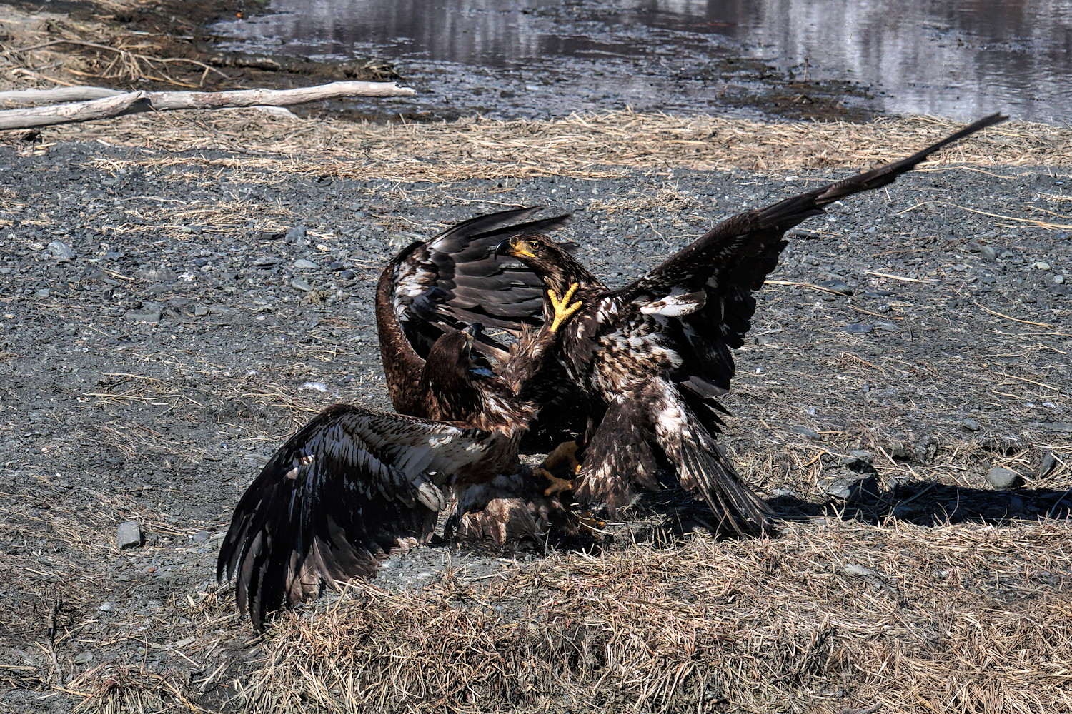 Grappling Raptors