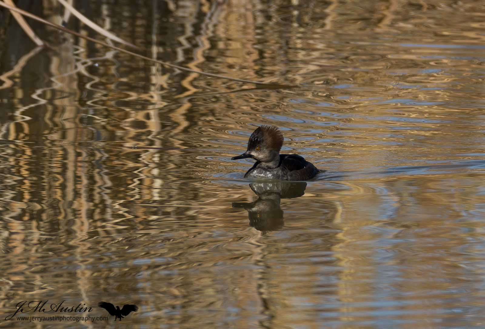 Bosque Reflections