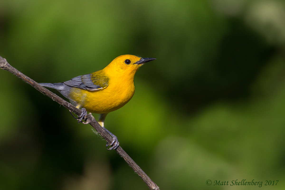 Prothonotary Warbler