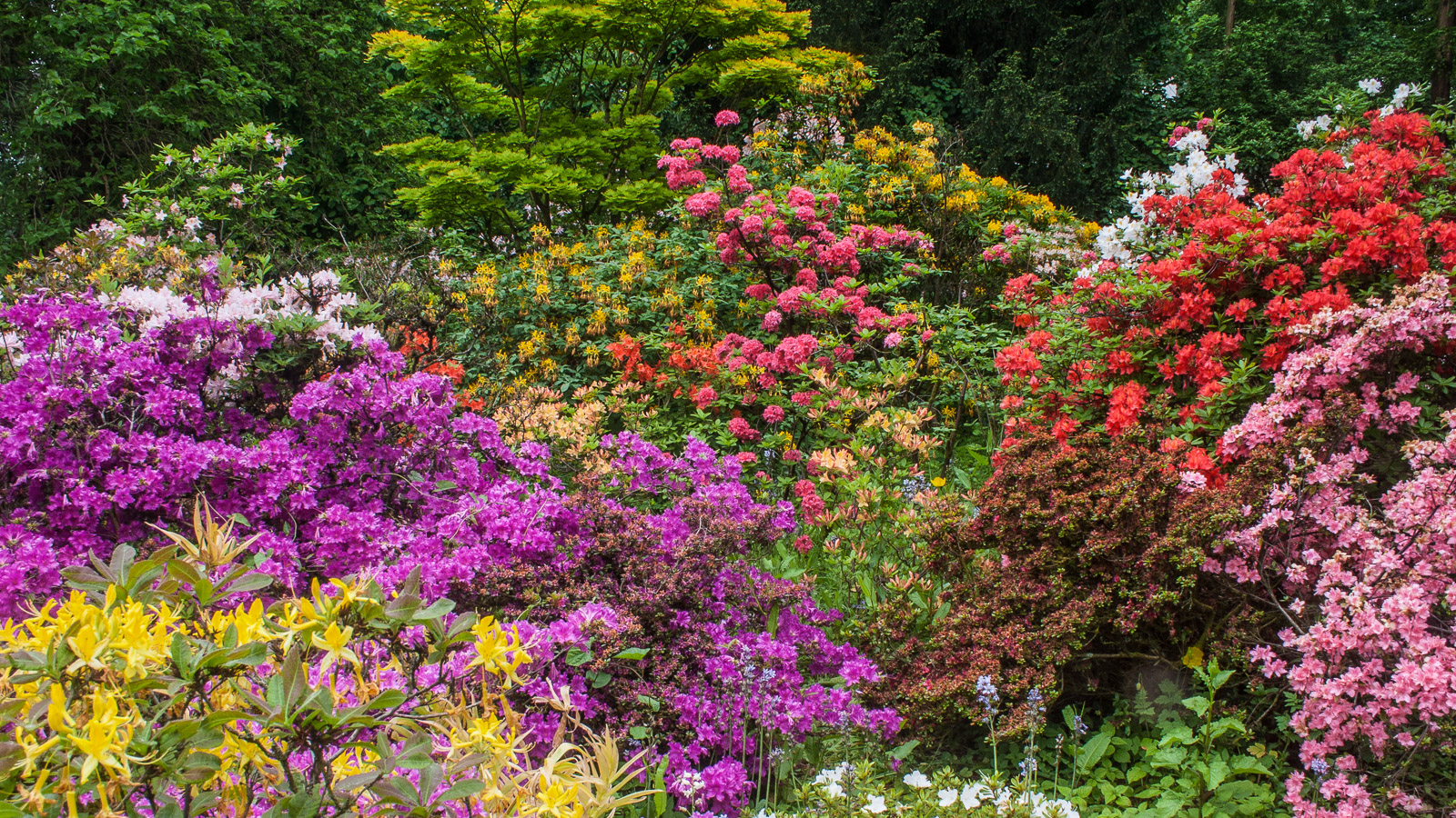 Profusion