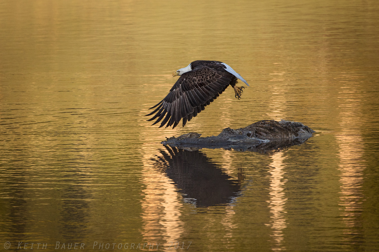 Bald Eagle - Liftoff