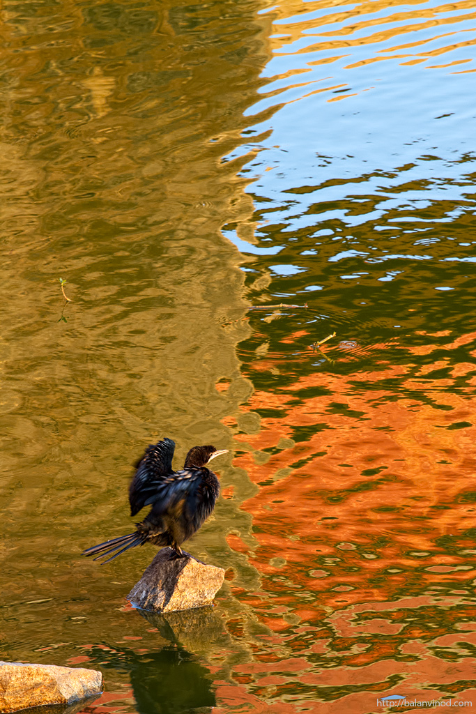 Reflections on Water