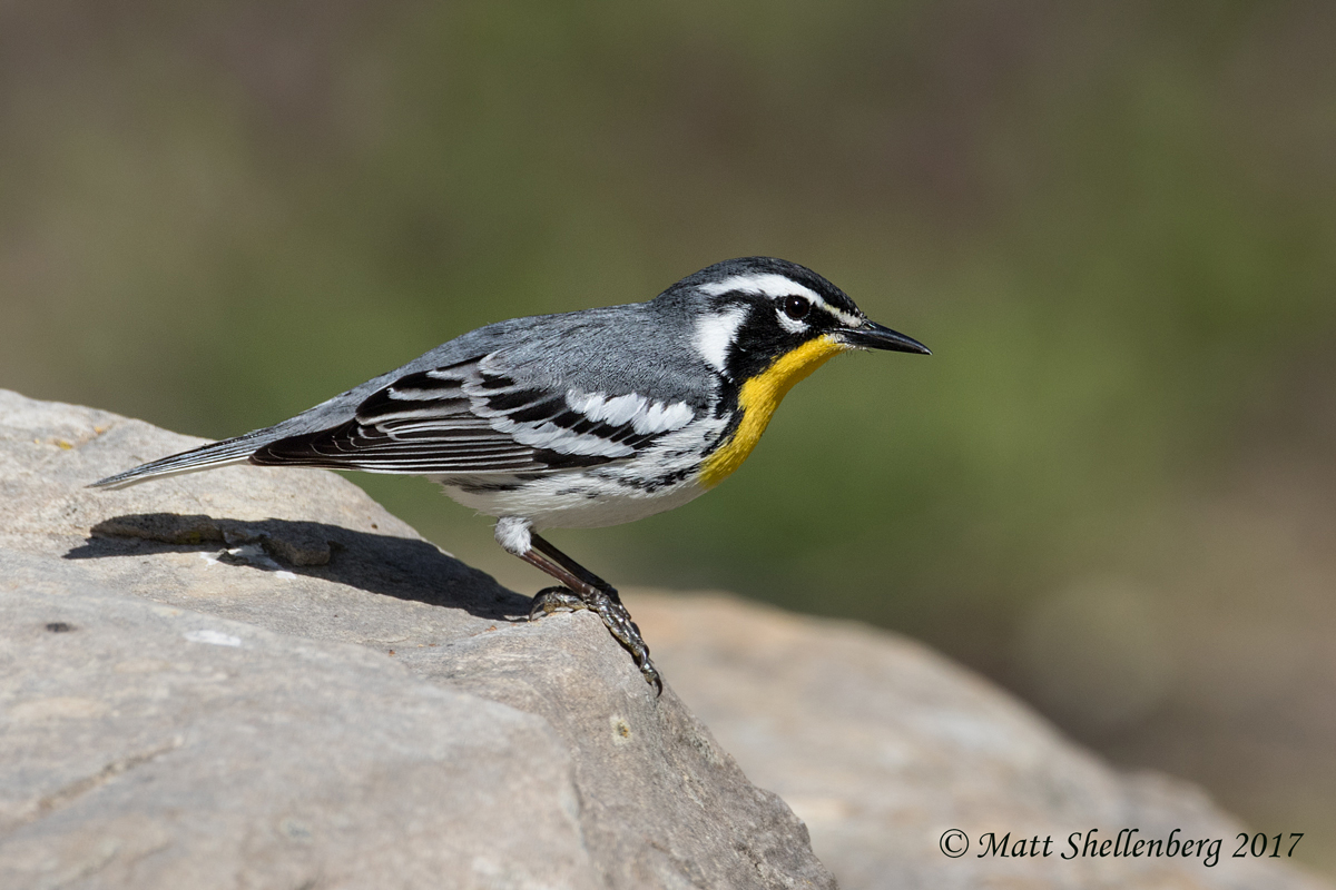 Yellow-throated Warbler