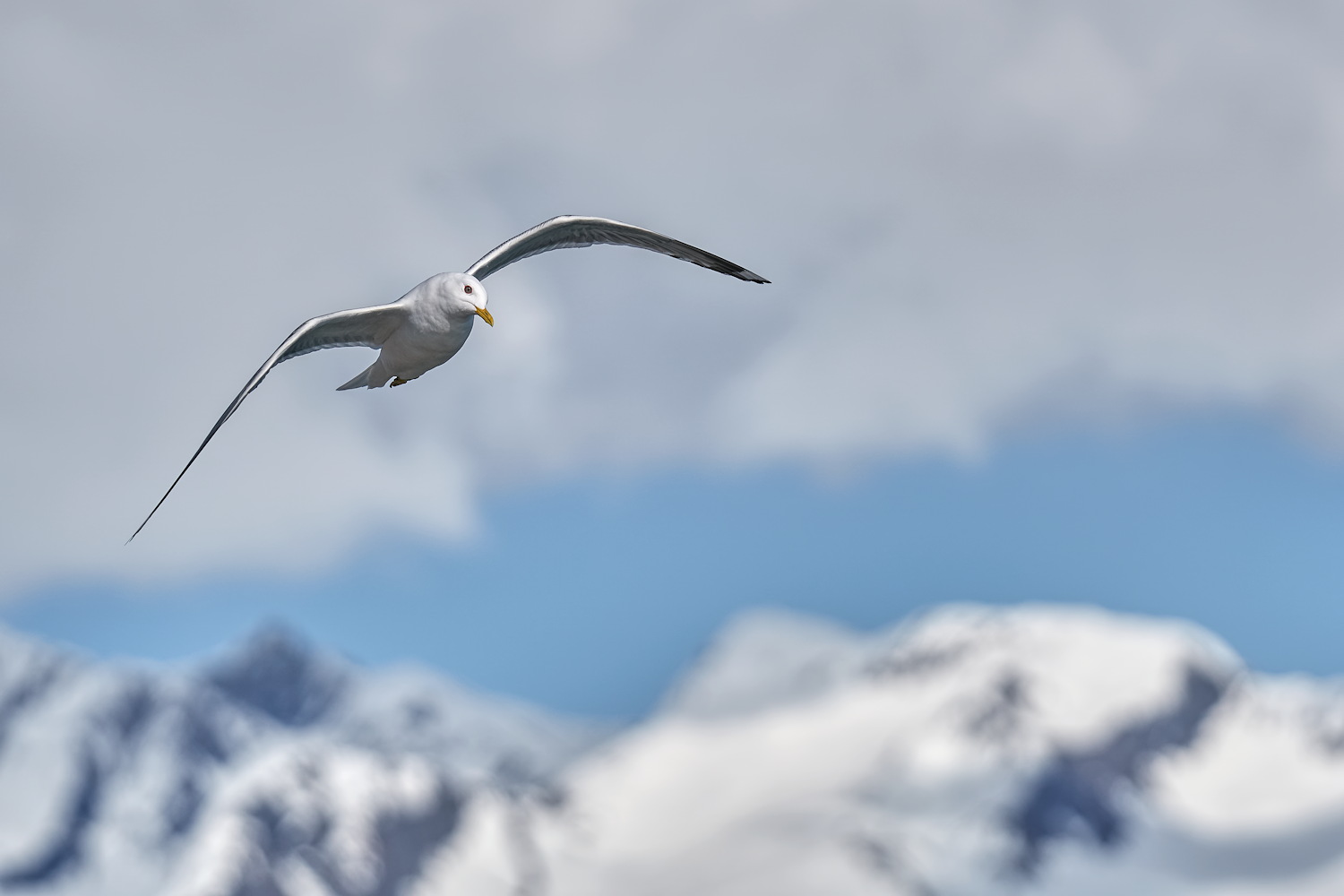 Aerial Curiosity