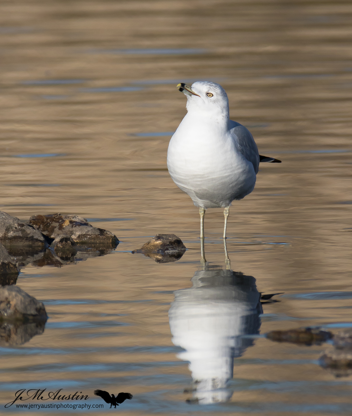 Gull Reflection