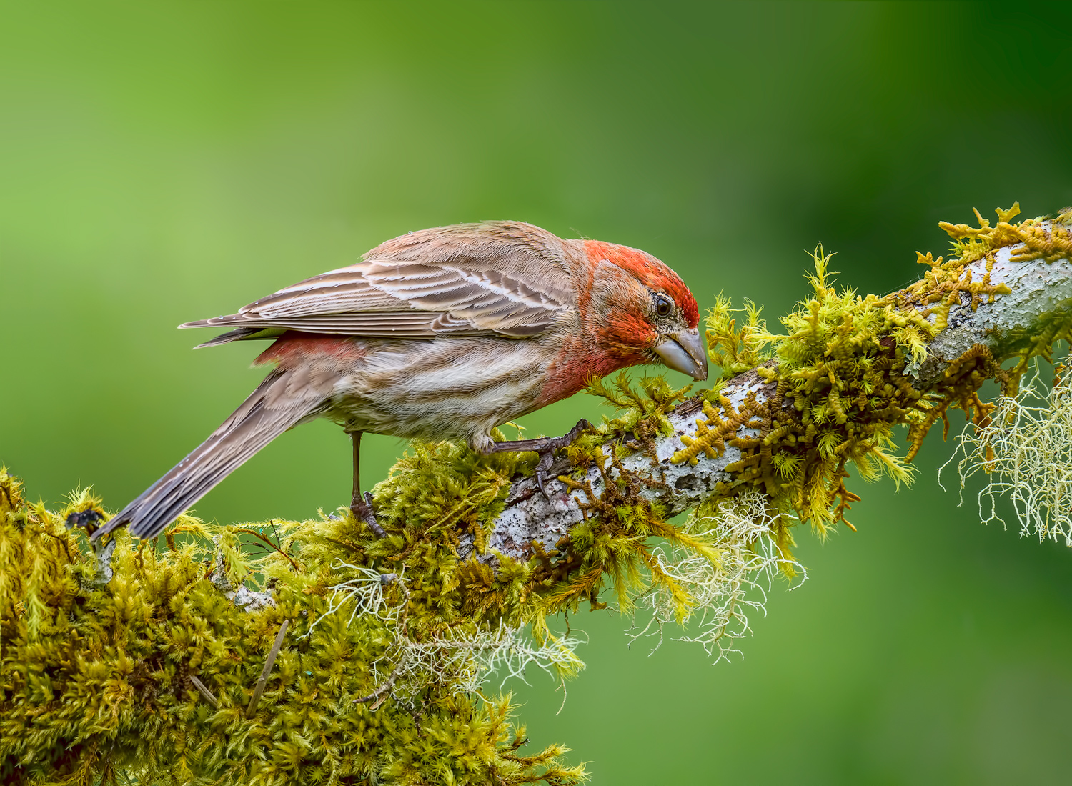Male House Finch