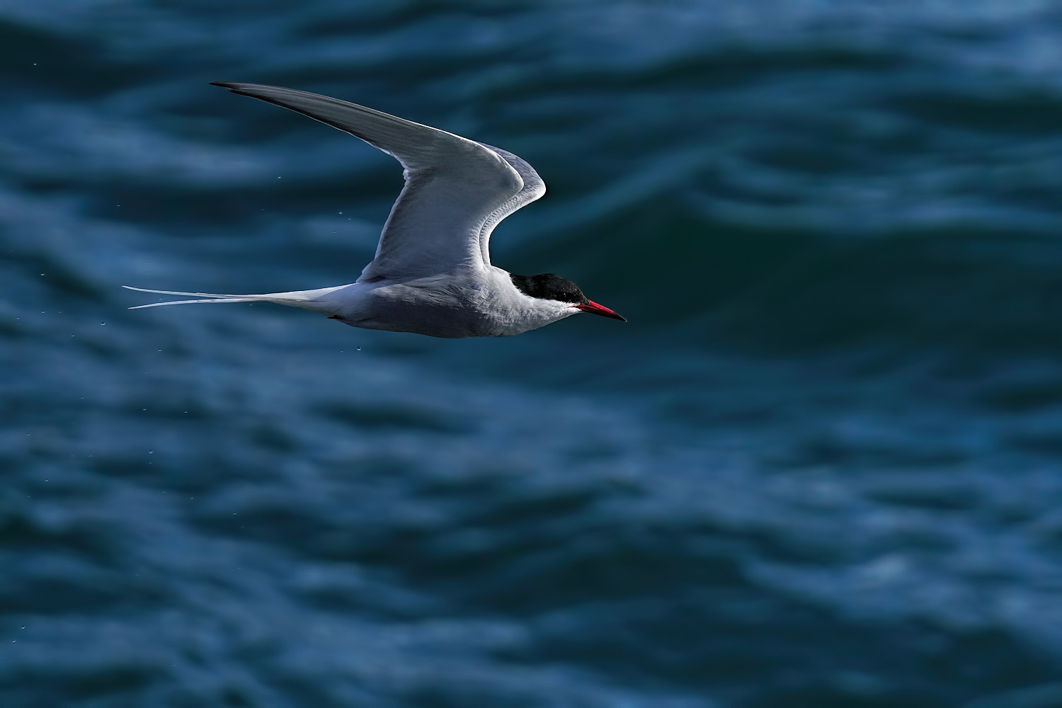 Touring Tern