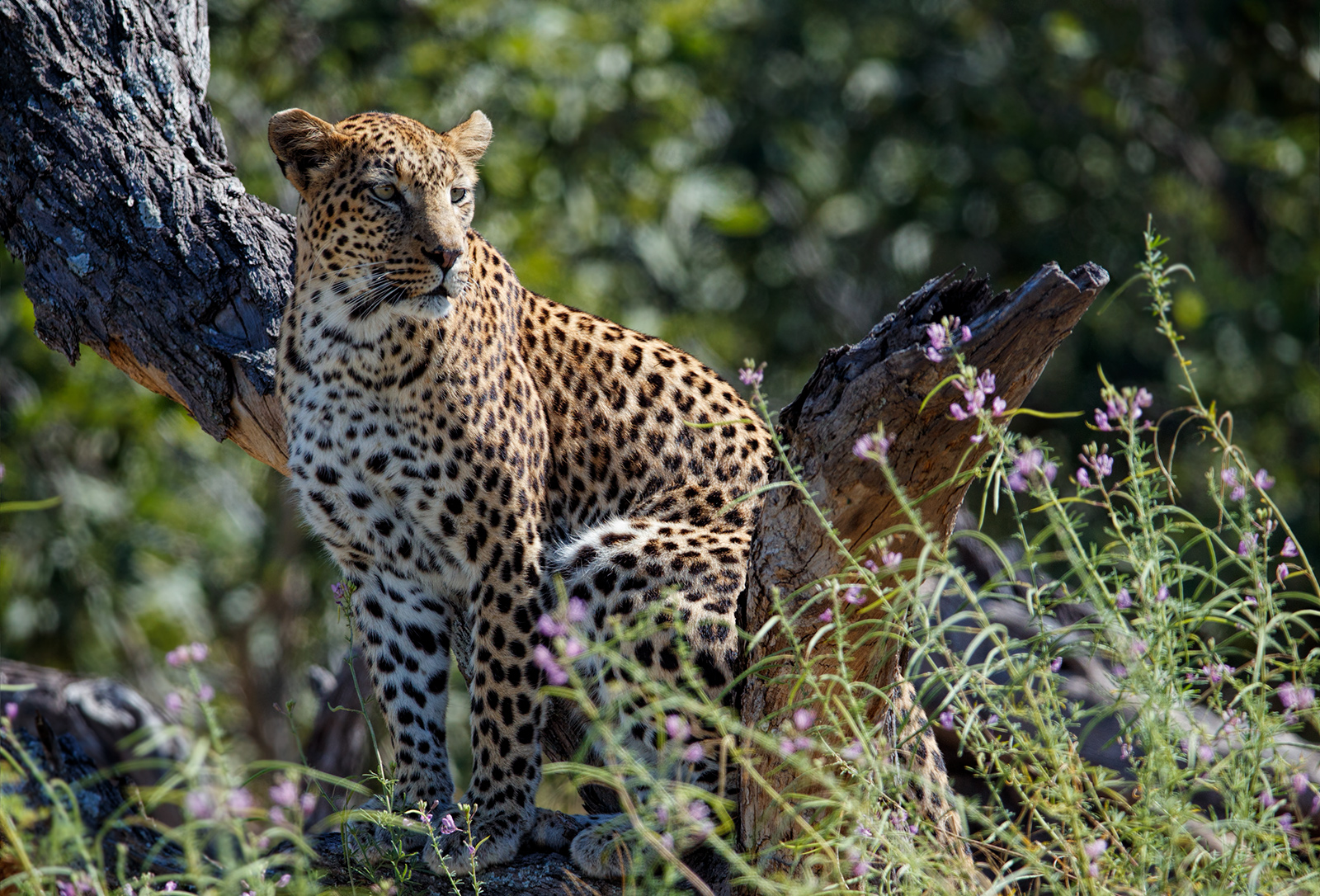 Leopard in The Open