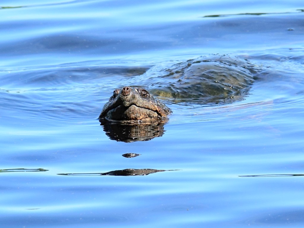 Big Ol' Snapper