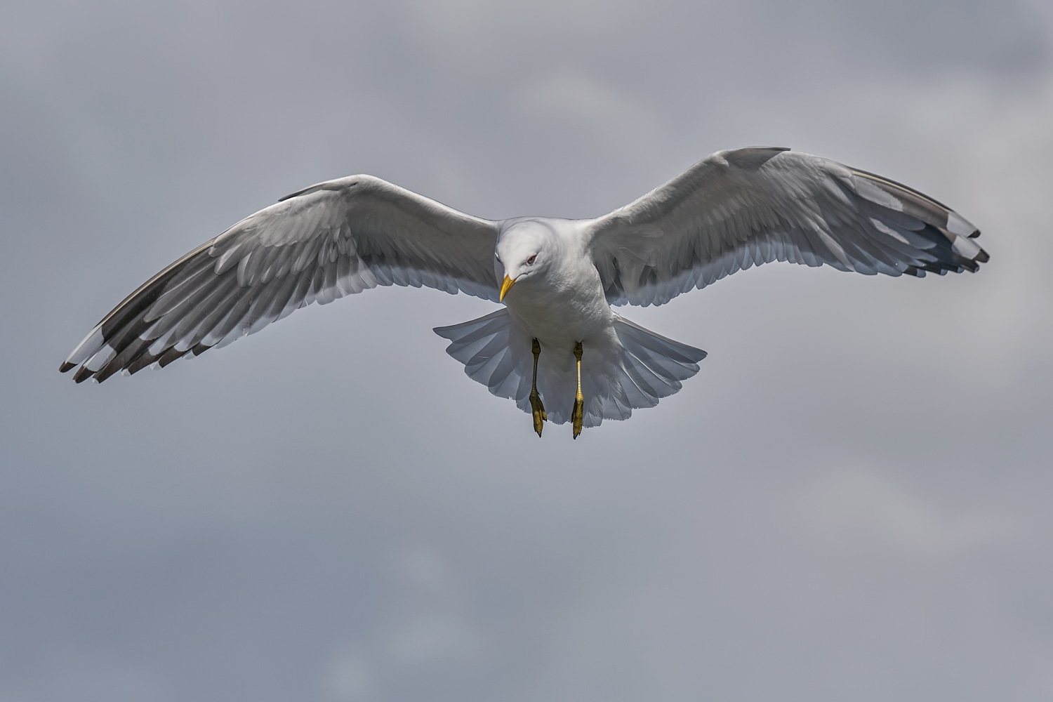 Gorgeous Gull