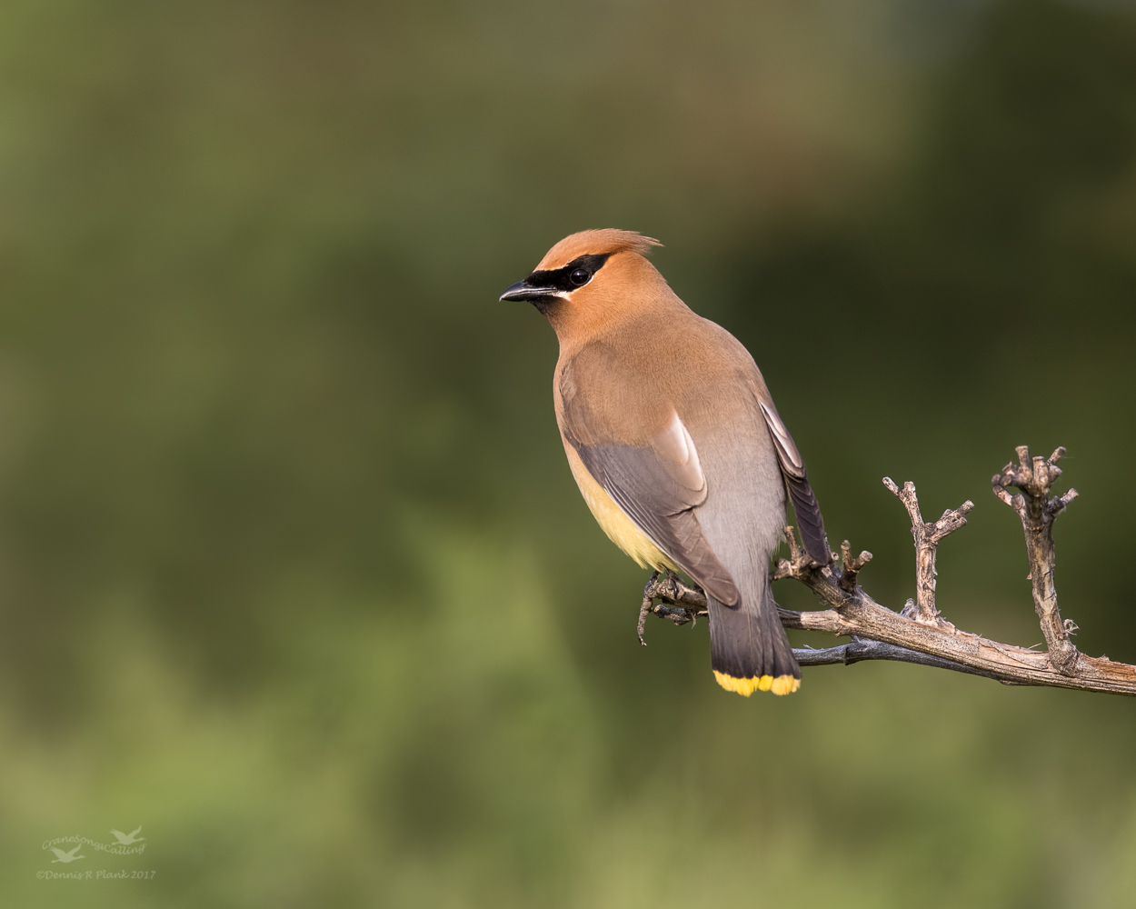Cedar Waxwing & Recrop