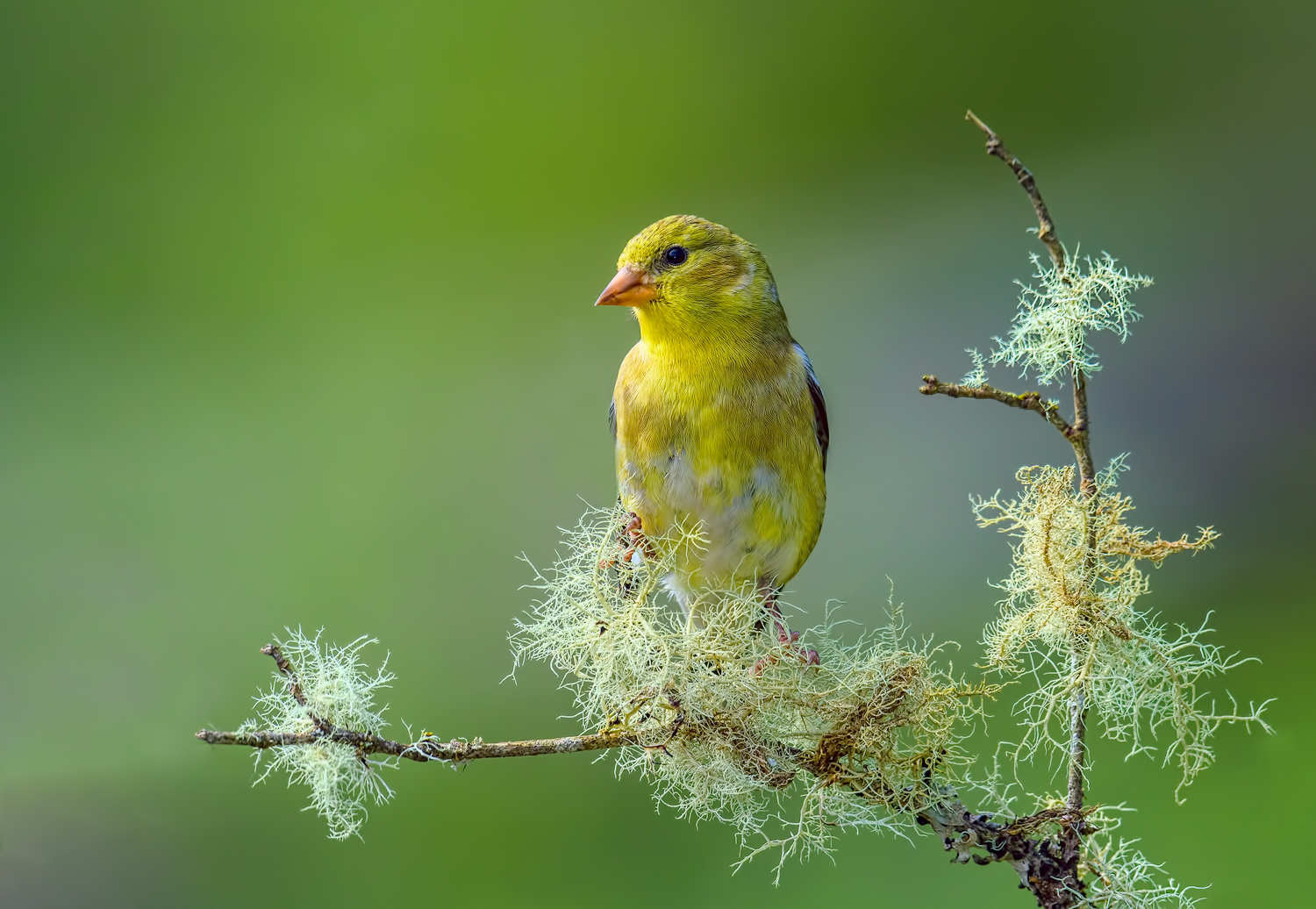 American Goldfinch