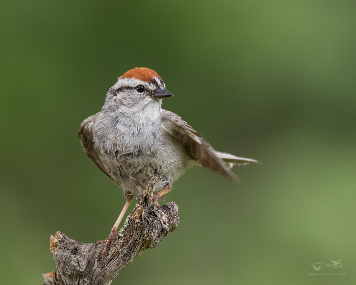Chipping Sparrow