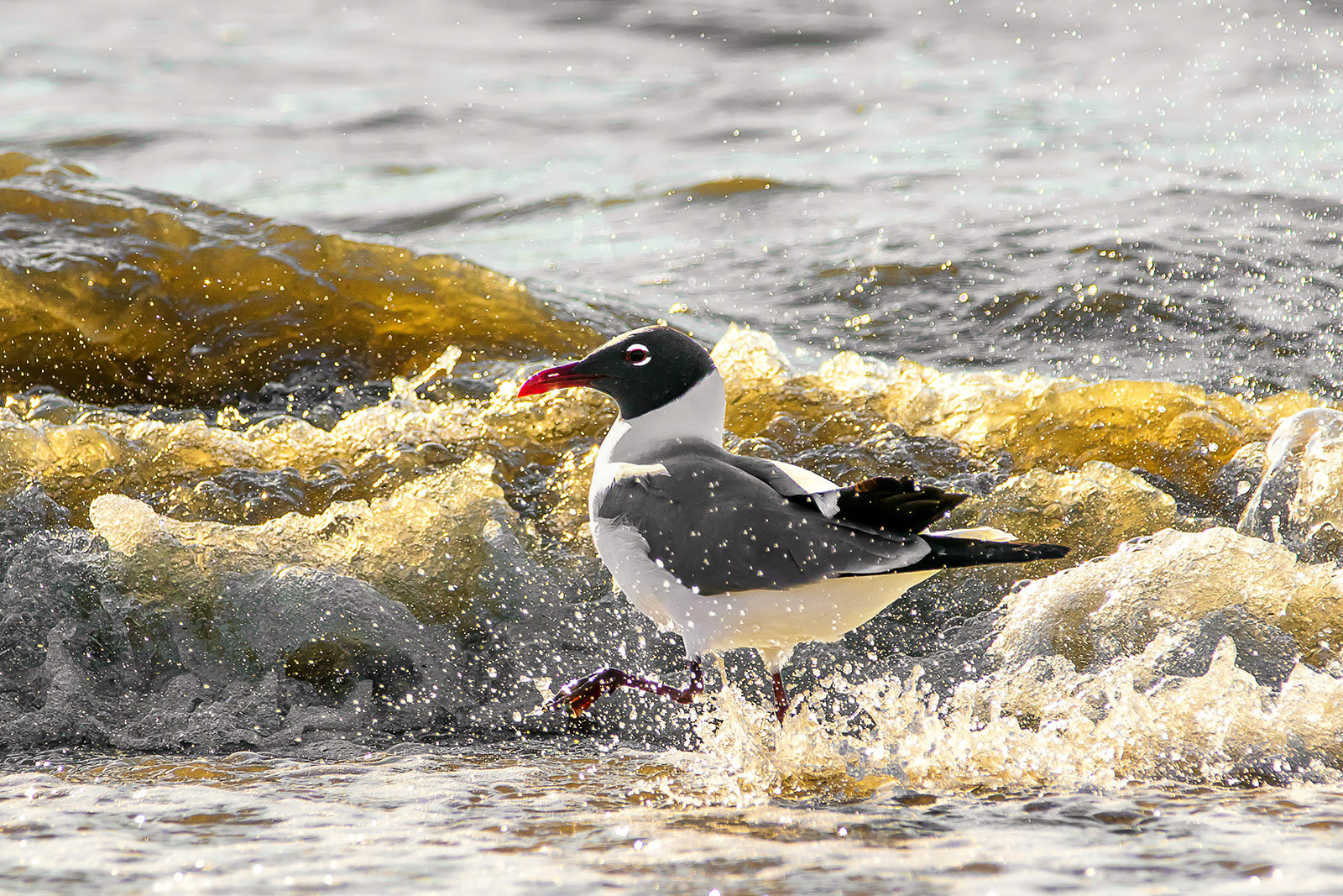 Laughing and Splashing