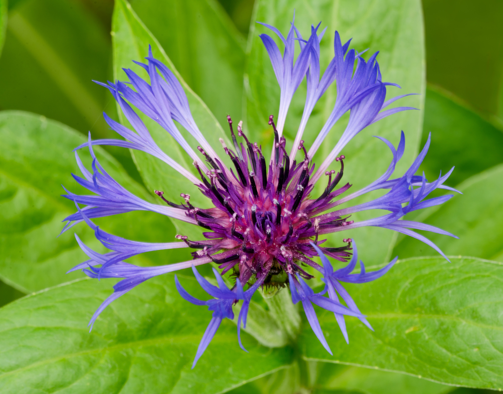 Centaurea Montana