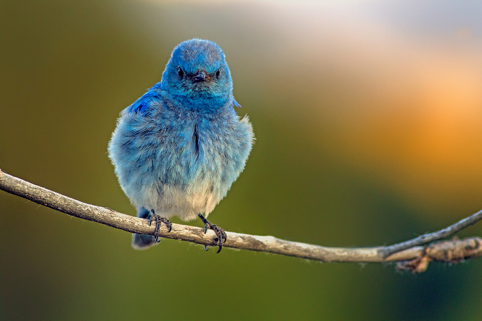 Mountain Bluebird