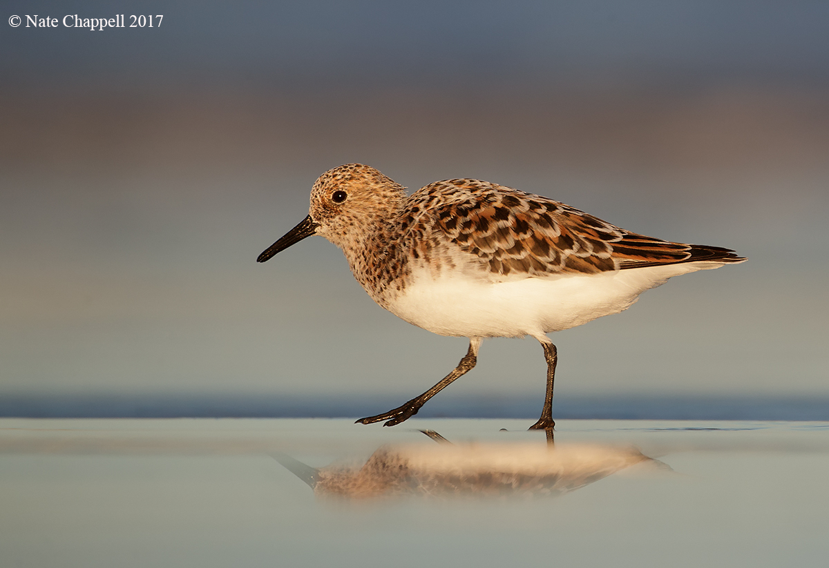 Sanderling 