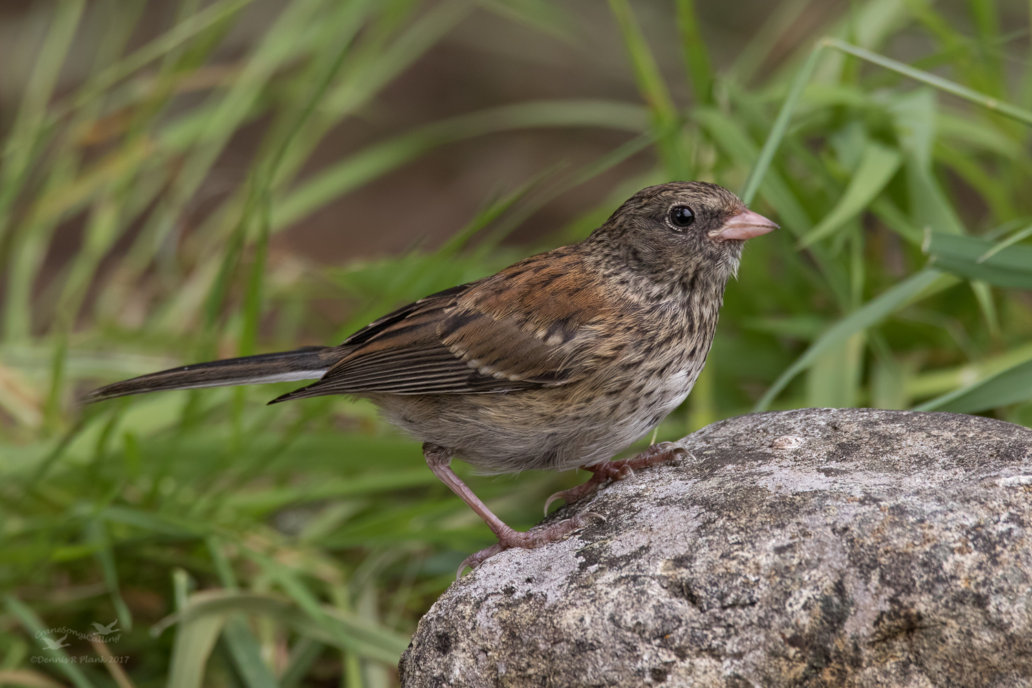 Juvenile Junco