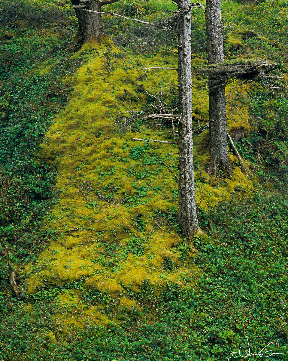 Spruce Survivors+RP