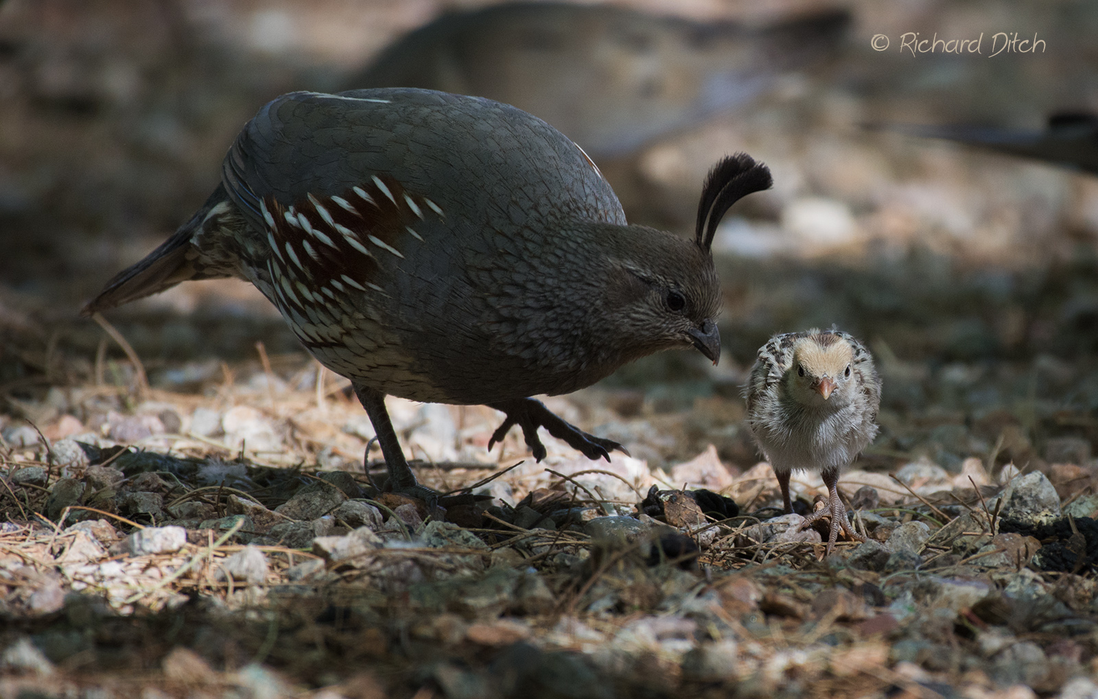 Gambel's Quail