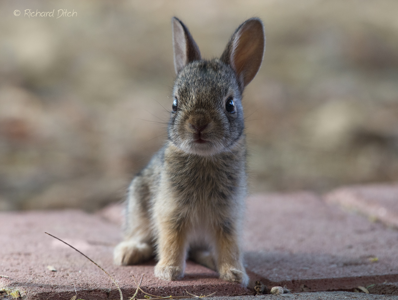 WC-791 Backyard Rabbit