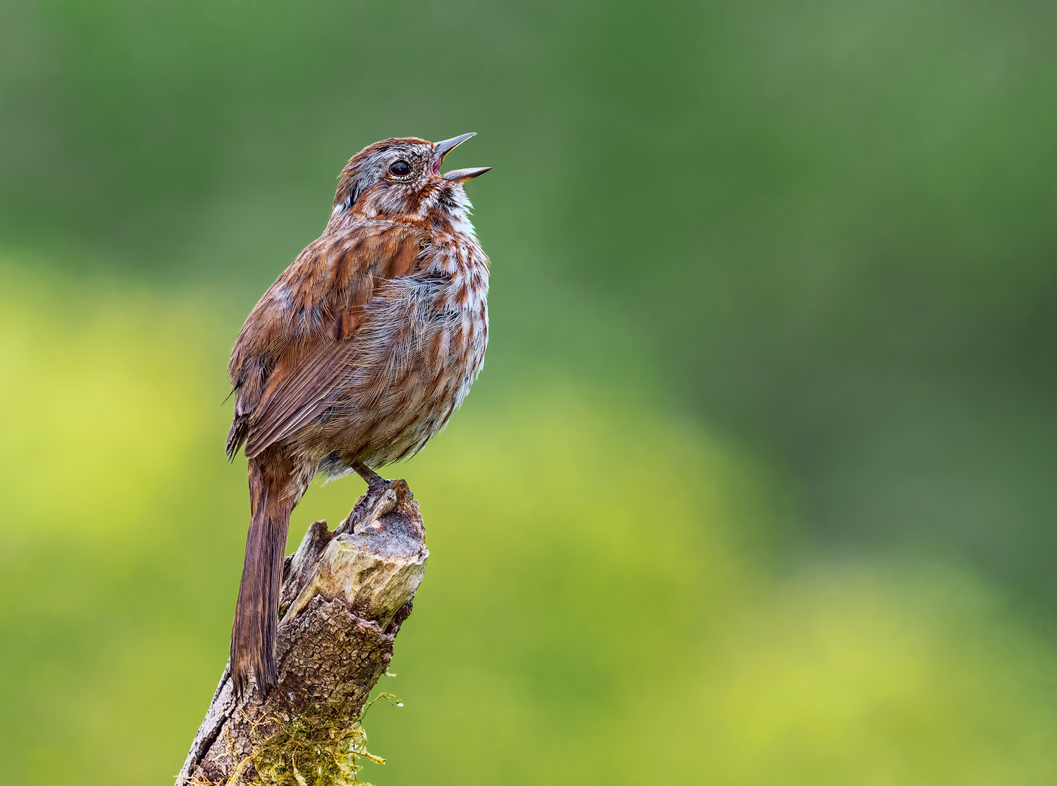 Singer of Songs