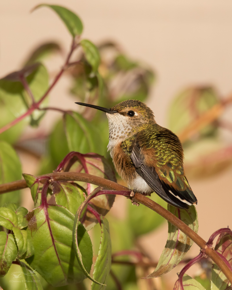 Rufous Hummingbird