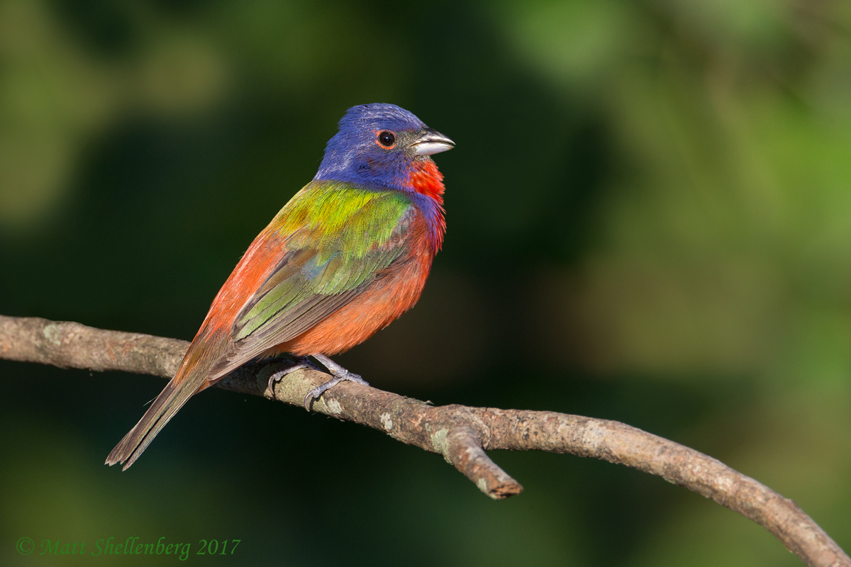 Painted Bunting