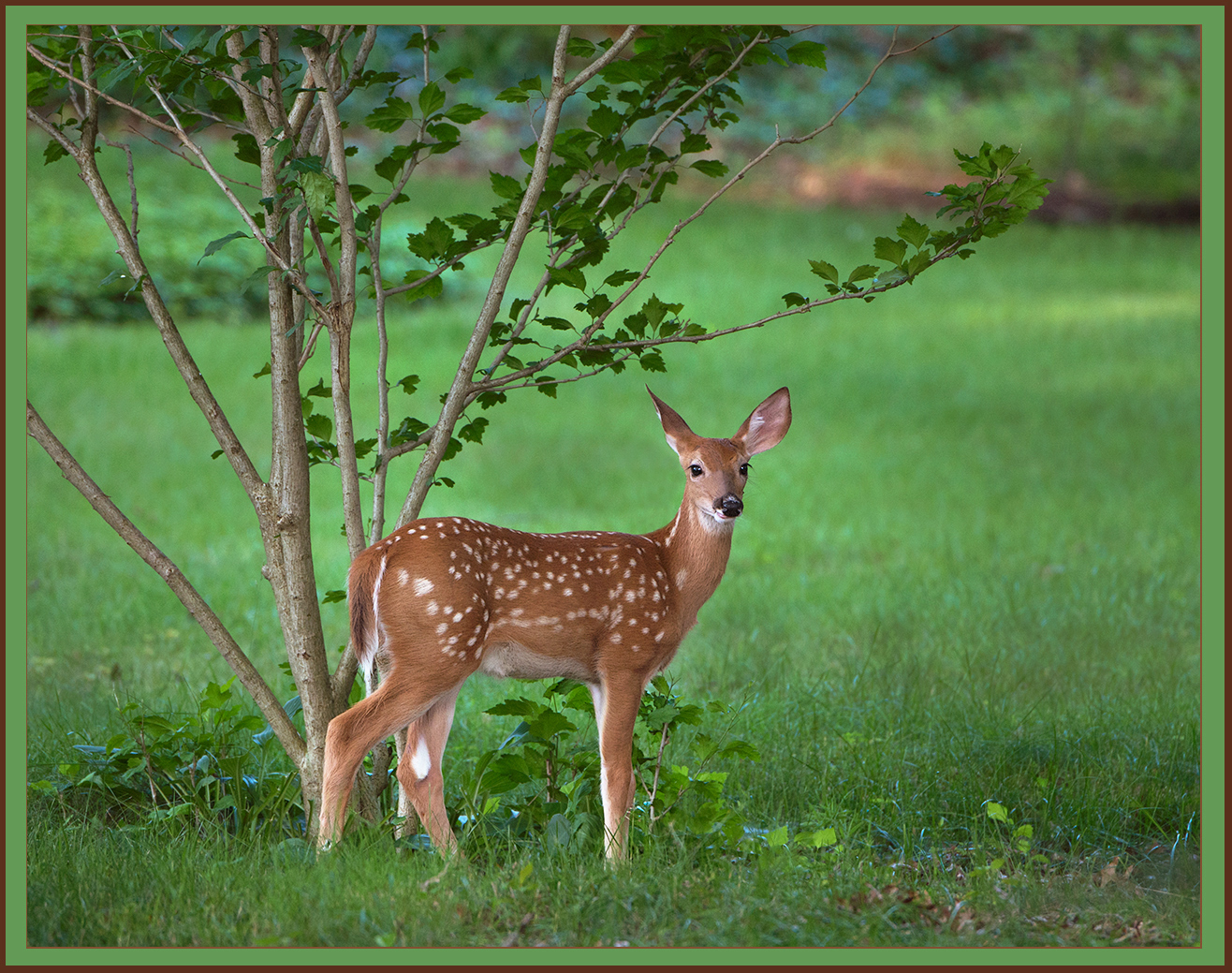 Backyard Bambi