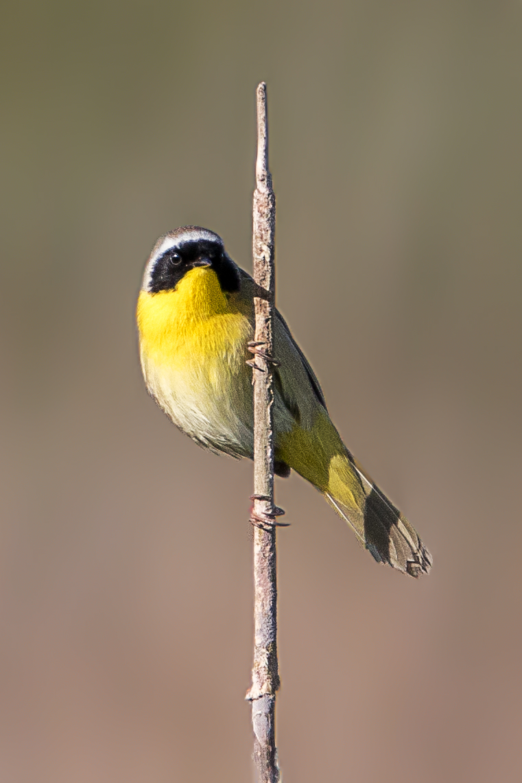 Common Yellowthroat