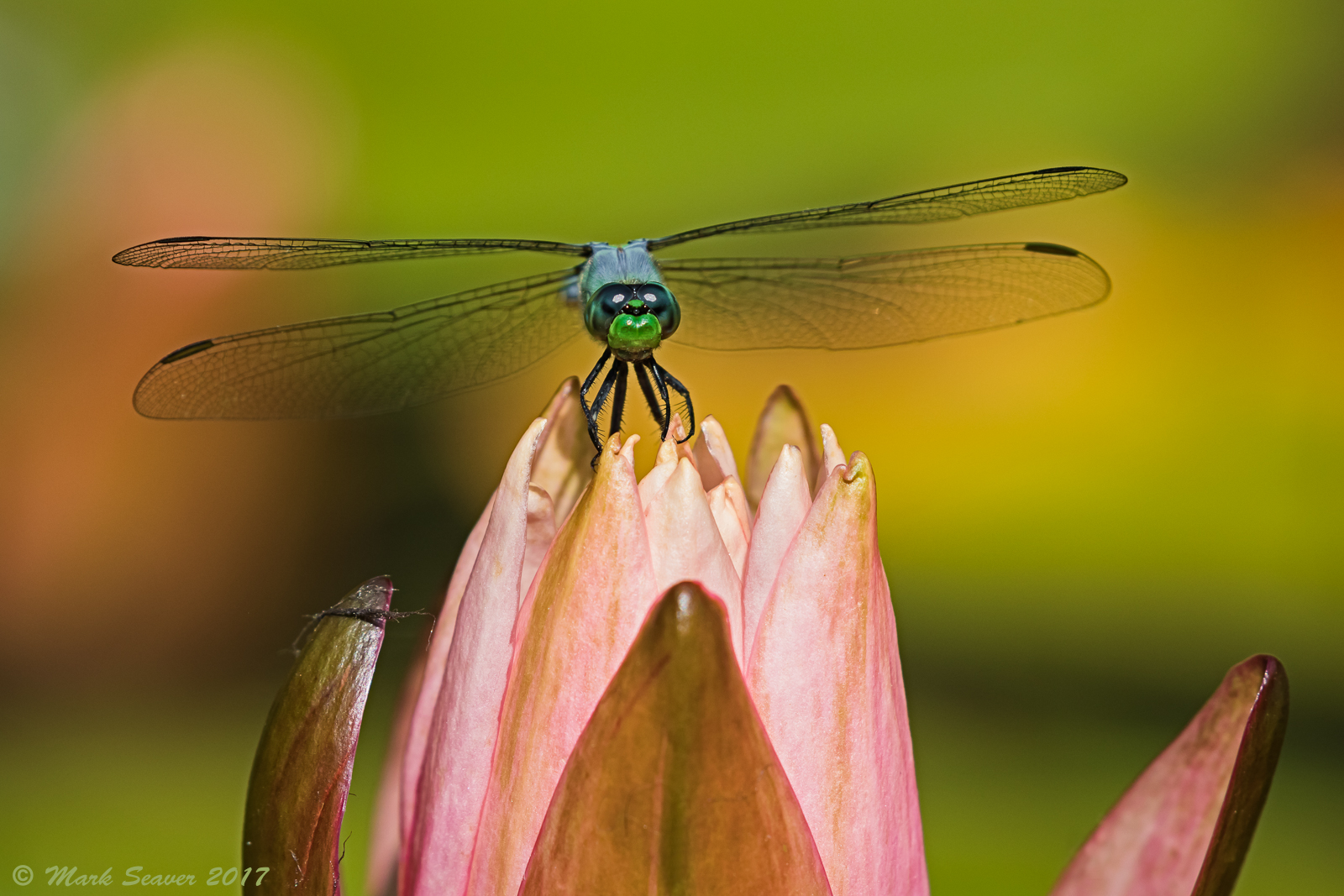 Pondhawk on Lily